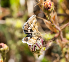 Heliothodes diminutiva