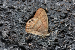 Cyllopsis hilaria