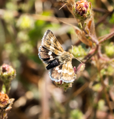 Heliothodes diminutiva