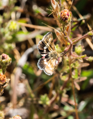 Heliothodes diminutiva