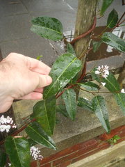 Hardenbergia
