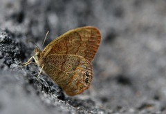 Cyllopsis hilaria
