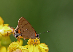 Electrostrymon angelia