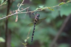 Macromia