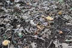 Russula ventricosipes