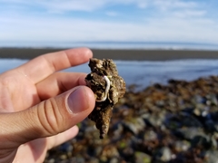 Fusitriton oregonensis