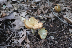 Russula ventricosipes