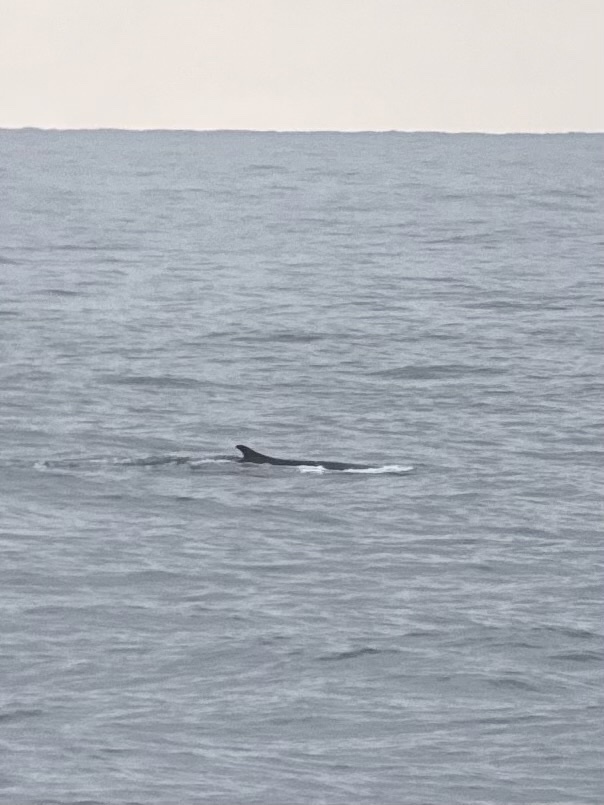 Southern Fin Whale