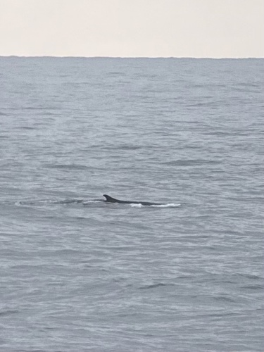 Southern Fin Whale