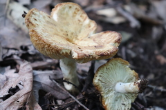 Russula ventricosipes