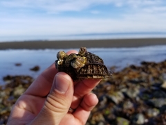 Fusitriton oregonensis