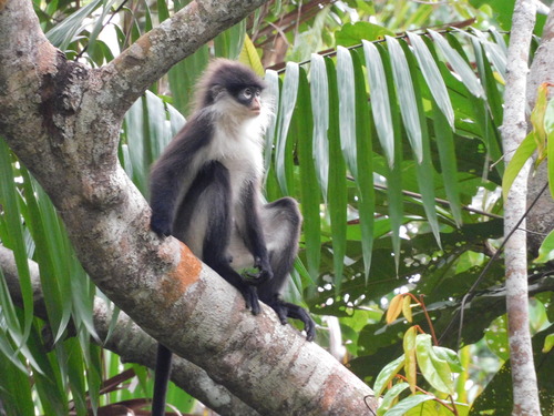 Natuna Island Surili (Presbytis natunae) — Vulnerable Mammalia