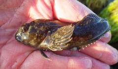 Hypsoblennius gilberti