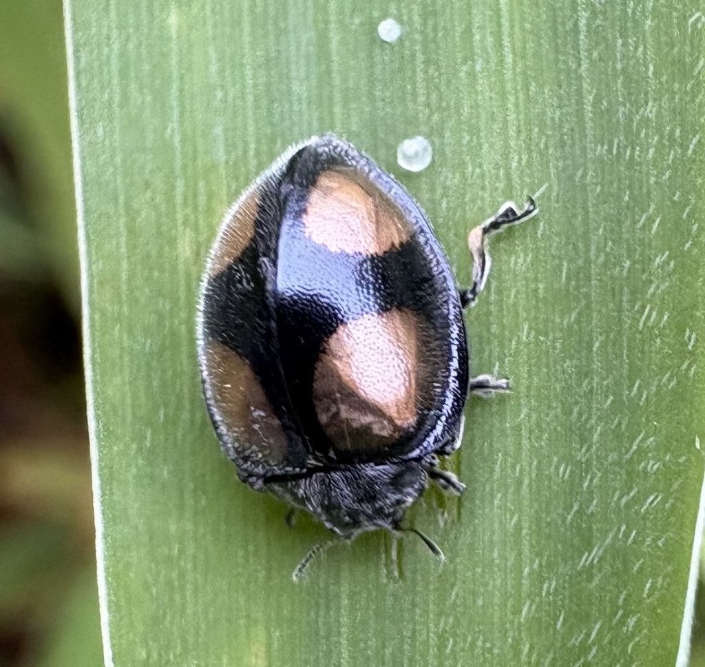 Toxotoma gonzalezi