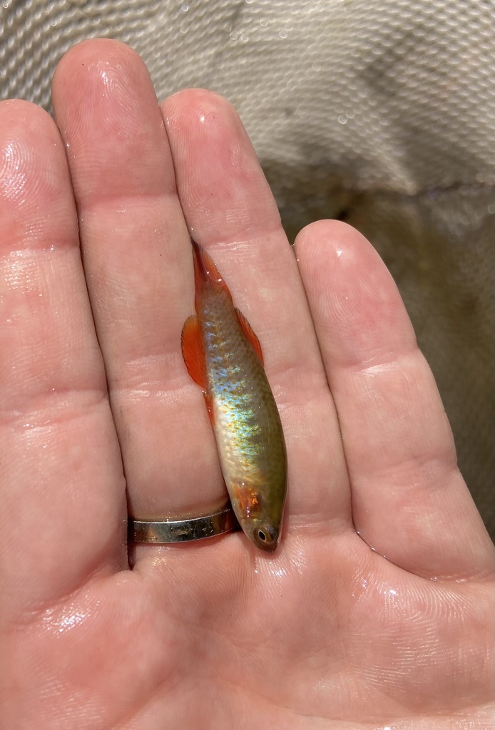 Gebande killivis (Fundulus cingulatus) — Fundulidae