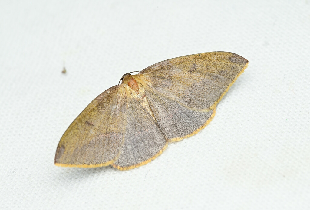 Heterolocha marginata