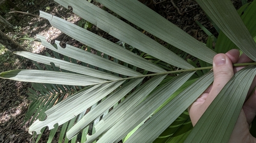 Foto de Palmeira-real-australiana