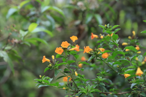 Streptosolen jamesonii