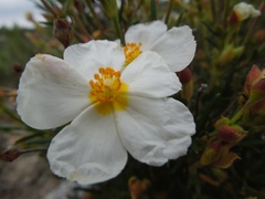 Cistus clusii