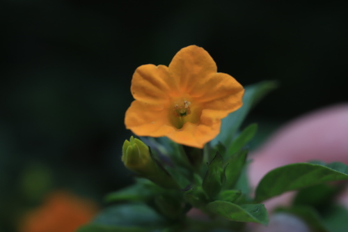Streptosolen jamesonii