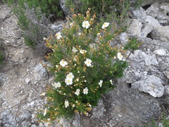 Cistus clusii