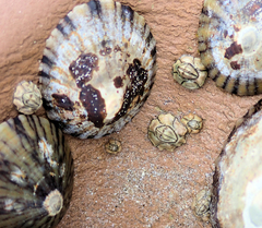 Chthamalus antennatus