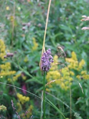 Allium carinatum