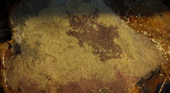 Hypsoblennius gilberti