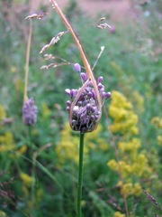 Allium carinatum