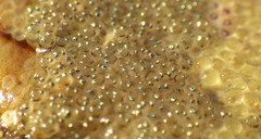 Hypsoblennius gilberti