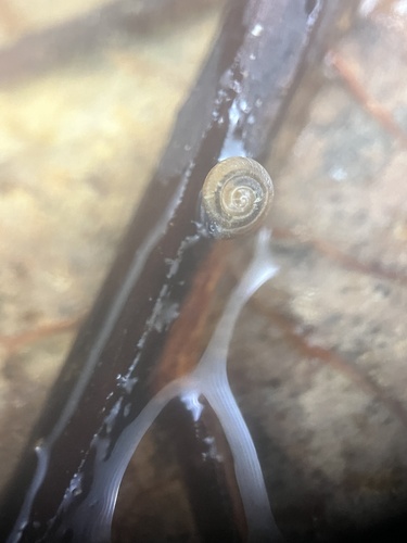 Punctum randolphi observed 2025-02-16