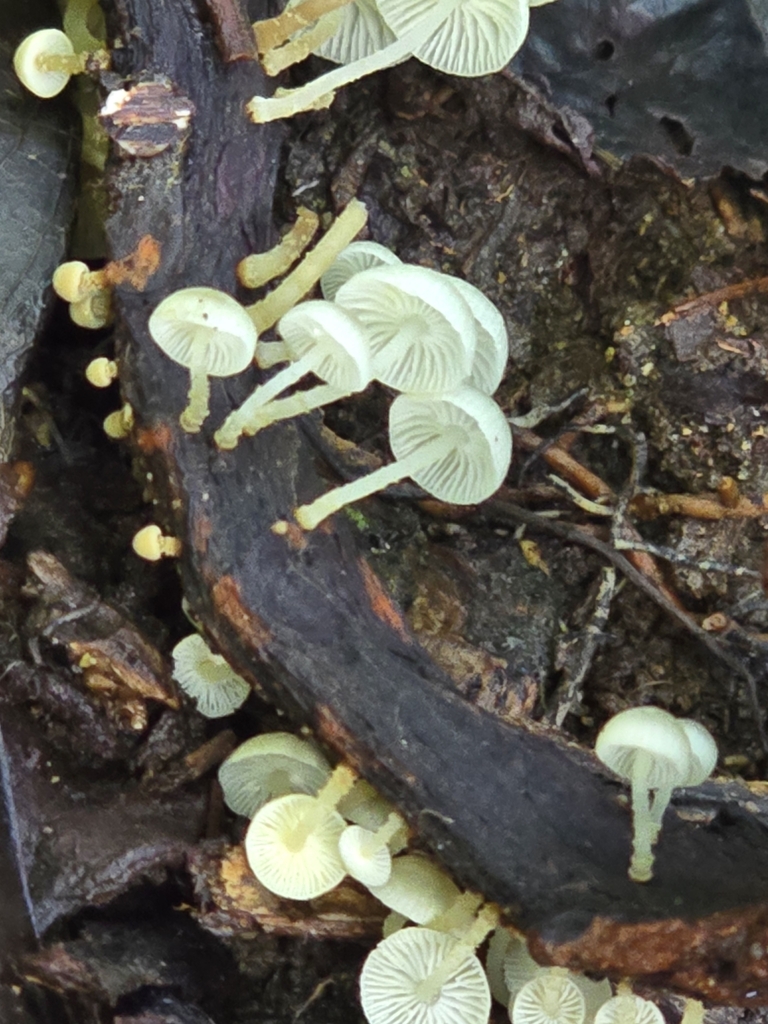 Mycena citricolor · February 2025 · photo: © alan_rockefeller (iNaturalist, cc-by-sa)