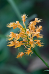 Platanthera chapmanii