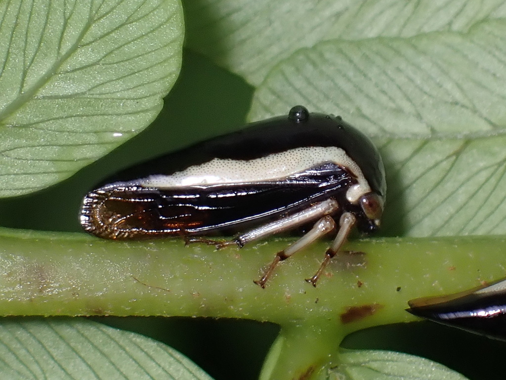 Darnis lateralis