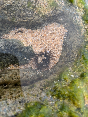 Anthopleura nigrescens observed 2025-02-16