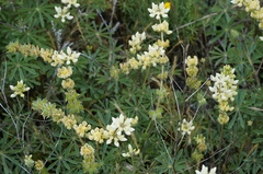Lupinus luteolus