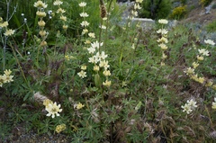 Lupinus luteolus