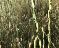 Lestes congener