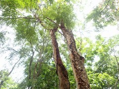 Adenanthera pavonina