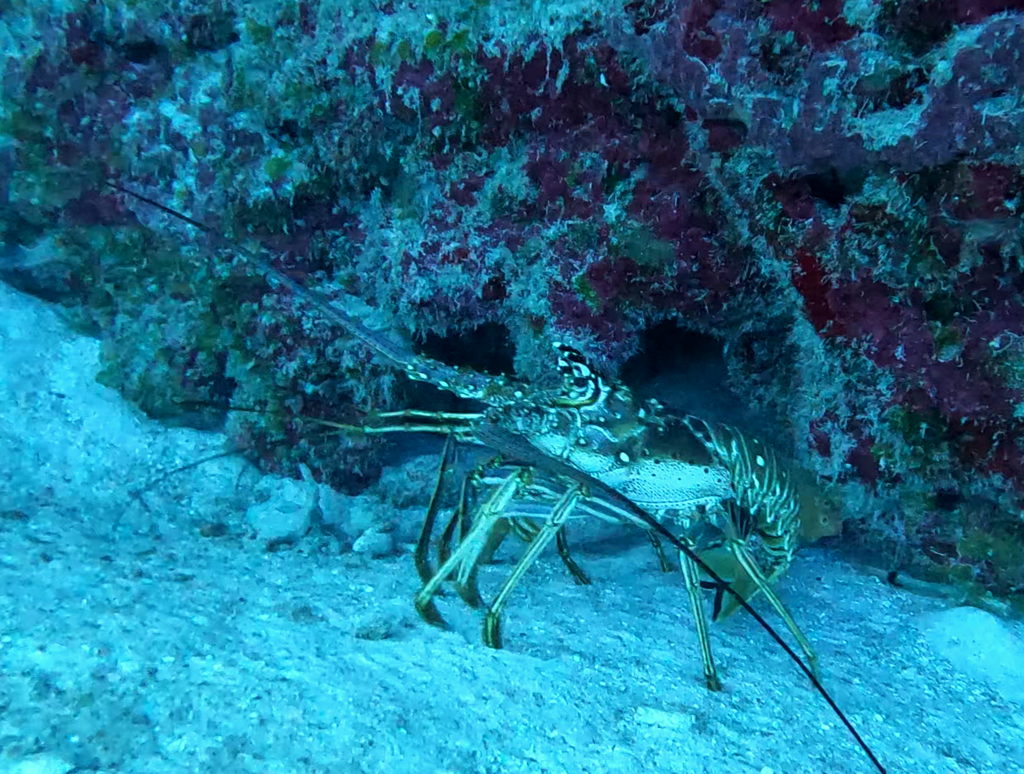 Caribbean spiny lobster at the edge of a reef overhang with long antennae trailing across sand