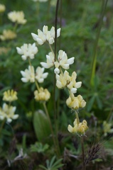 Lupinus luteolus
