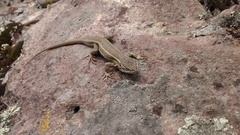 Sceloporus aeneus