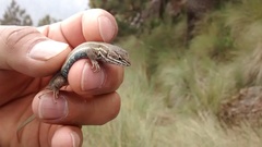 Sceloporus aeneus
