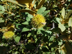Chrysolepis sempervirens