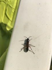 Chalybion femoratum