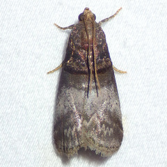 Acrobasis stigmella