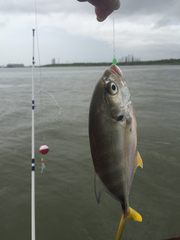 Caranx
