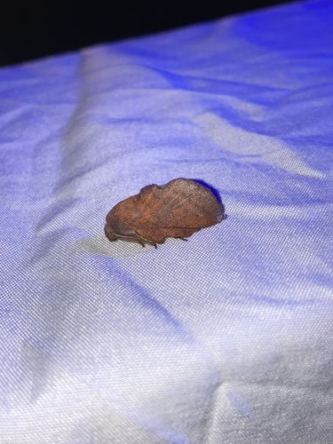 American Lappet Moth photo 5