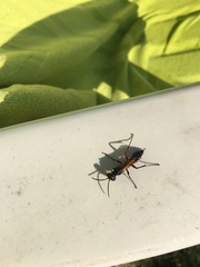 Chalybion femoratum