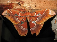 Rothschildia triloba